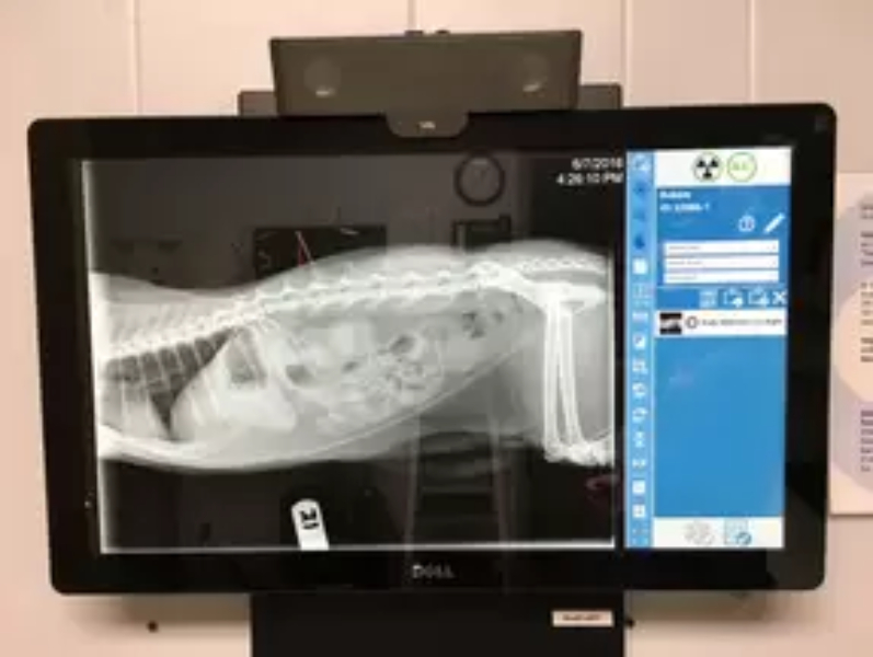 pet digital radiography